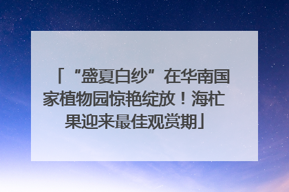 “盛夏白纱”在华南国家植物园惊艳绽放！海杧果迎来最佳观赏期