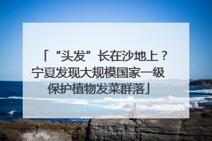 “头发”长在沙地上？宁夏发现大规模国家一级保护植物发菜群落