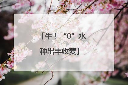 牛！“0”水种出丰收麦