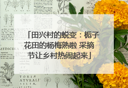 田兴村的蜕变：栀子花田的杨梅熟啦 采摘节让乡村热闹起来
