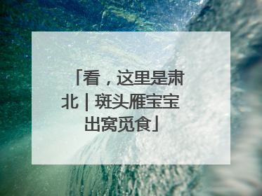 看，这里是肃北｜斑头雁宝宝出窝觅食