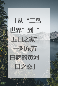 从“二鸟世界”到“五口之家” 一对东方白鹳的黄河口之恋