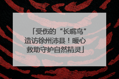 受伤的“长嘴鸟”造访徐州沛县！暖心救助守护自然精灵