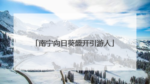 南宁向日葵盛开引游人