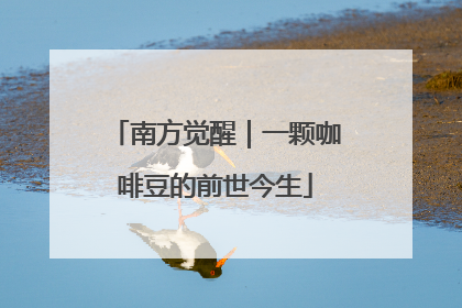 南方觉醒｜一颗咖啡豆的前世今生
