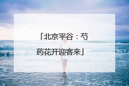 北京平谷：芍药花开迎客来