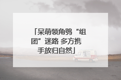 呆萌领角鸮“组团”迷路 多方携手放归自然