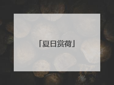 夏日赏荷