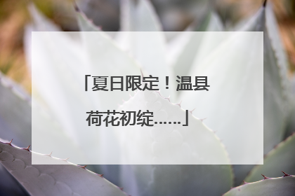 夏日限定！温县荷花初绽……
