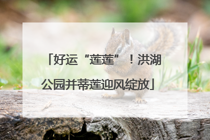 好运“莲莲”！洪湖公园并蒂莲迎风绽放