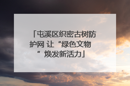 屯溪区织密古树防护网 让“绿色文物”焕发新活力