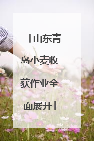 山东青岛小麦收获作业全面展开