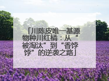 川陈皮唯一基源物种川红橘：从“被淘汰”到“香饽饽”的逆袭之路