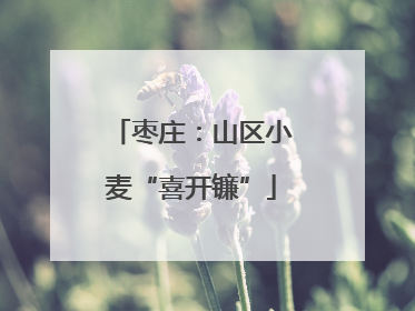枣庄：山区小麦“喜开镰”