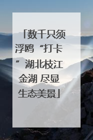 数千只须浮鸥“打卡”湖北枝江金湖 尽显生态美景