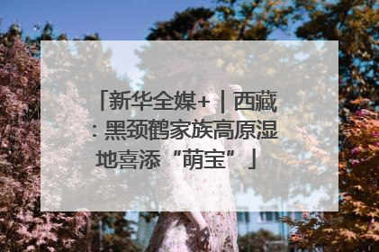 新华全媒+｜西藏：黑颈鹤家族高原湿地喜添“萌宝”