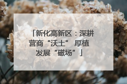 新化高新区：深耕营商“沃土” 厚植发展“磁场”