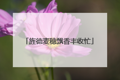 旌德麦穗飘香丰收忙