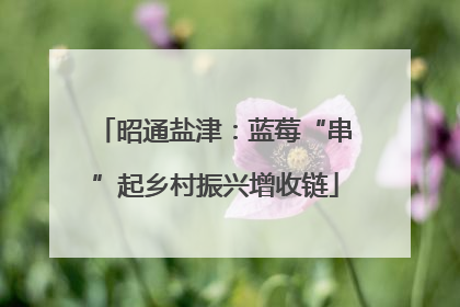 昭通盐津：蓝莓“串”起乡村振兴增收链
