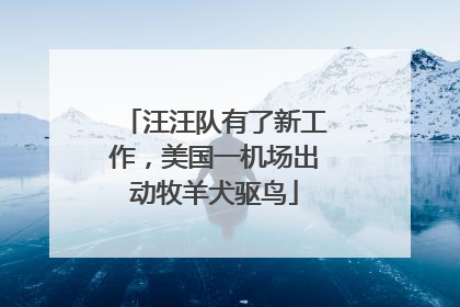 汪汪队有了新工作，美国一机场出动牧羊犬驱鸟