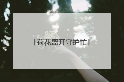荷花盛开守护忙