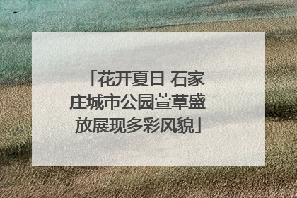 花开夏日 石家庄城市公园萱草盛放展现多彩风貌