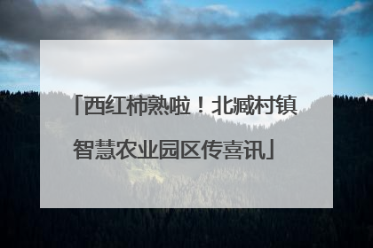 西红柿熟啦！北臧村镇智慧农业园区传喜讯
