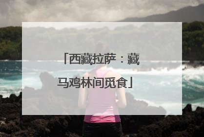 西藏拉萨：藏马鸡林间觅食