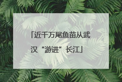 近千万尾鱼苗从武汉“游进”长江