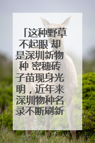 这种野草不起眼 却是深圳新物种 密穗砖子苗现身光明，近年来深圳物种名录不断刷新