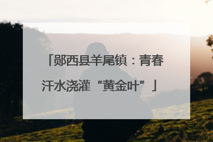 郧西县羊尾镇：青春汗水浇灌“黄金叶”