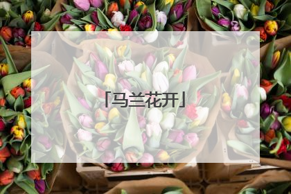 马兰花开
