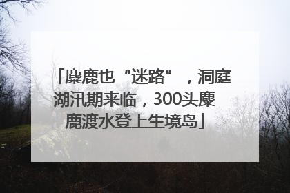 麋鹿也“迷路”，洞庭湖汛期来临，300头麋鹿渡水登上生境岛