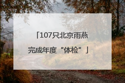 107只北京雨燕完成年度“体检”